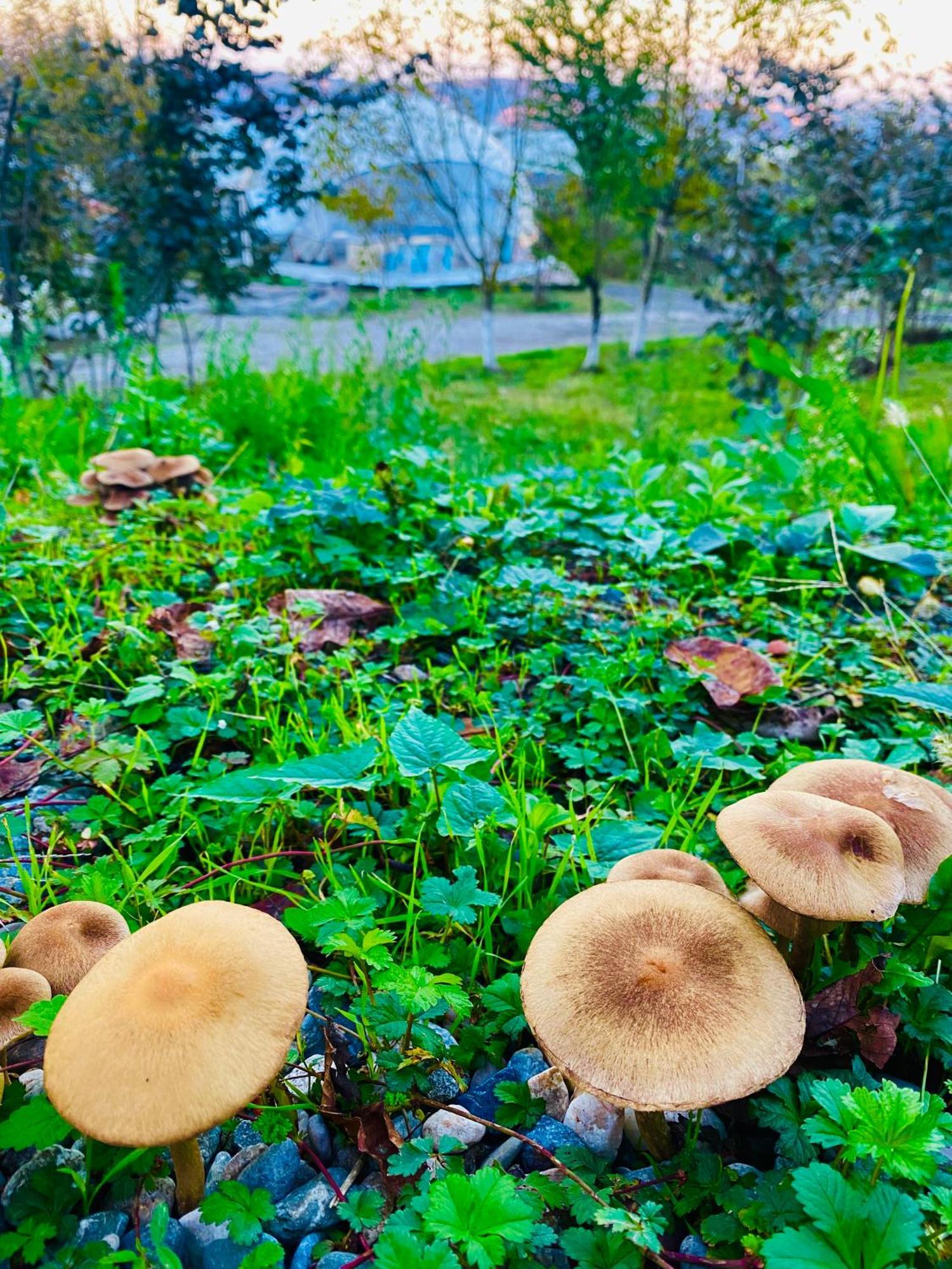 Phalesia Glamping Otel Sapanca Dış mekan fotoğraf
